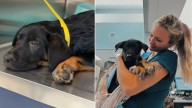 South Carolina Nurse Saves 12-Week-Old Puppy About To Be Euthanized For Broken Leg
