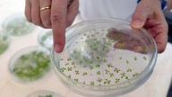 New pathway engineered into plants lets them suck up more CO₂
