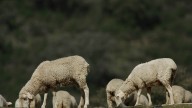 La provincia cerró agosto con focos de lengua azul en la Alpujarra y Alhama