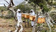 La apicultura, un pilar para la biodiversidad y la economía rural