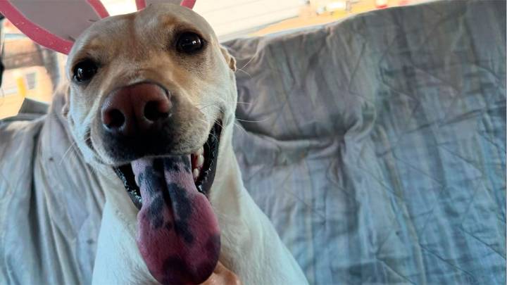Buscan a Leona, una perrita perdida en zona de Av. Belgrano y Güemes