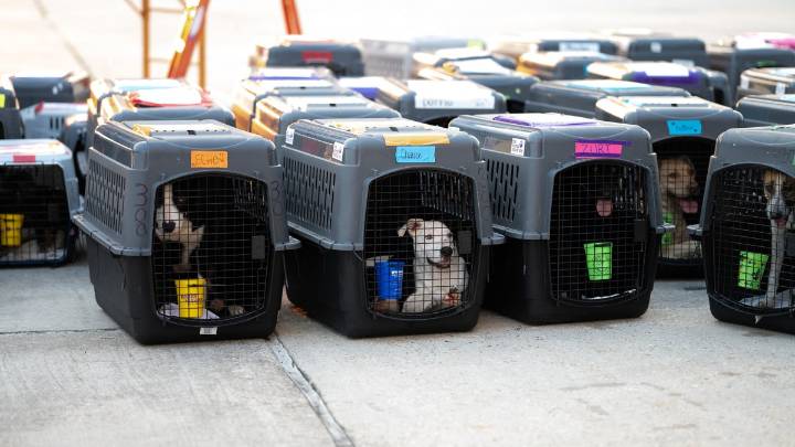140 Dogs, Cats To Be Adopted After Clear The Shelters ‘Good Flight’
