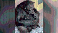 LA Zoo celebrates arrival of two baby chimpanzees