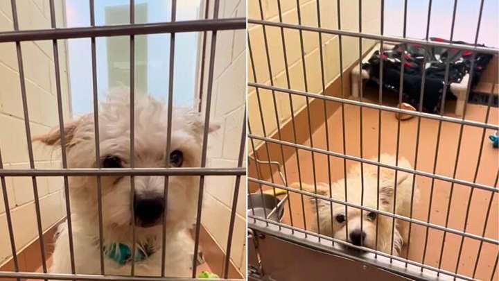 Washington Dog Left Brokenhearted After Missed Meeting Finally Finds The Love He Needed