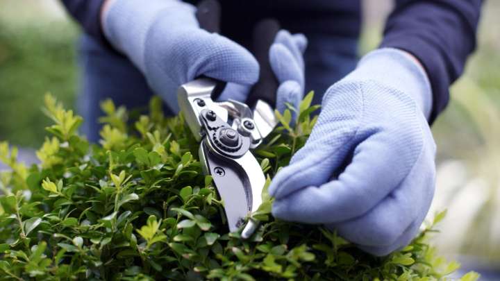 Exact time of day you should avoid touching your lawn at all costs or risk 'spreading disease'