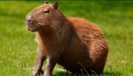 Capibara: curiosidades sobre el animal latino de moda