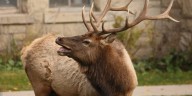 VIDEO: Elk extra aggressive as they look for love ahead of fall season