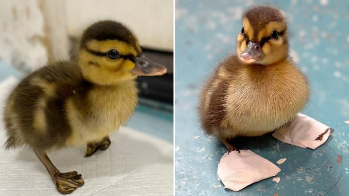 Un patito huérfano con un problema en sus patas pudo caminar gracias a unos zapatos ortopédicos