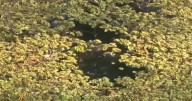 Puppy Dragged Underwater Until Woman Rescues by Punching Alligator