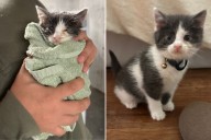 Couple Rescue Abandoned Kitten Unable To Open Its Eyes 'Crying' for Help