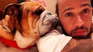 Lewis Hamilton despide a su perro Roscoe tras luchar contra una neumonía