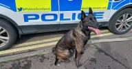 Edinburgh police dog helps track down man who 'assaulted retail staff'