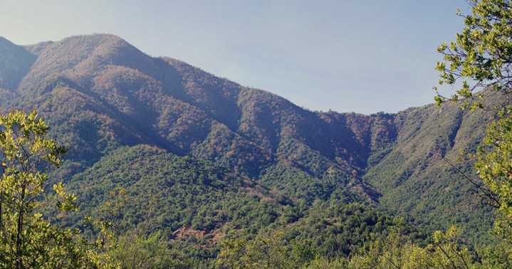 Estudio: Bosque mediterráneo chileno está al borde del colapso