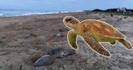 Más de 269,000 tortugas marinas desovan en Oaxaca: se espera el nacimiento de casi 27 millones de crías en La Escobilla