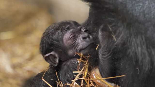Gorilla at Cincinnati Zoo welcomes first baby