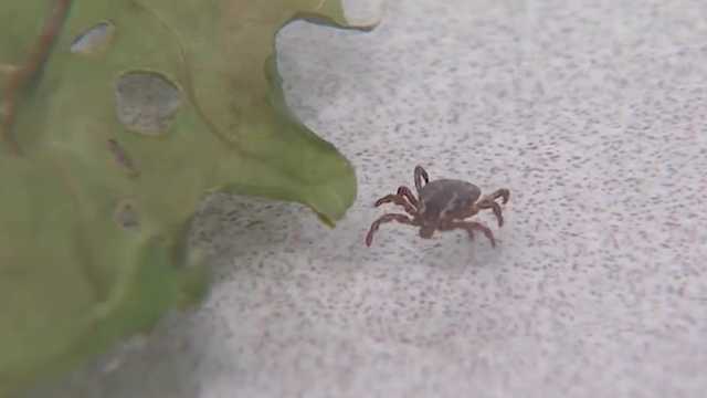 Unproven Lyme disease tests and treatments are increasing