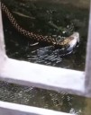 Snake's 'fishy delight' in flooded Kolkata goes viral