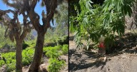 California destroys 21,000 cannabis plants in raids of illegal grow sites on public land