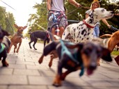 Move over, doodles. There's a new 'It' dog in town.