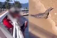VIDEO: Niños saltan y juegan en puente del Río Cuale mientras cocodrilo acecha debajo y se hace viral