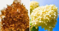 'Easy' September gardening task will make hydrangeas 'stronger' after winter