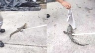 Bomberos Capturan Mini Cocodrilo en Tampico
