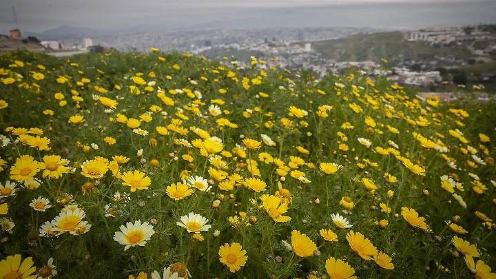 Las calles de Puebla se llenarán de flores amarillas… ¿Por qué?
