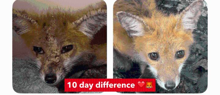 Zero rabies cases in Ballston Spa, experts say mange is treatable