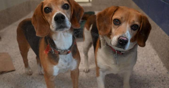 Adams County animal shelter overwhelmed after mass impounds