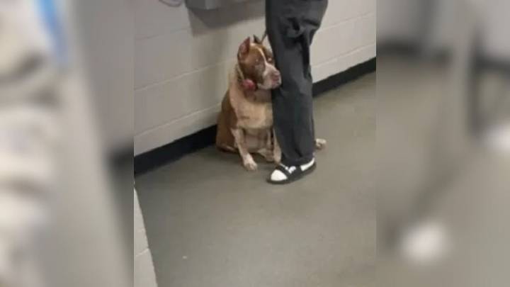 North Carolina Dog Clings Desperately To Owner Feeling Something Terrible Is About To Happen