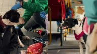 Bogotá le declara la guerra a quienes instrumentalizan animales para pedir dinero en Transmilenio