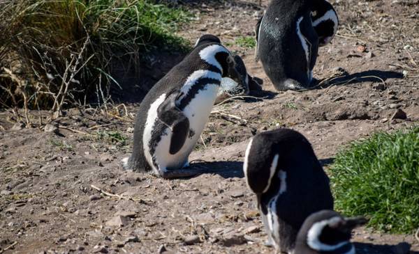 Los pingüinos de Camarones "no son fieles"