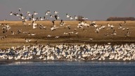 Wyoming Duck And Goose Seasons Open, But Still Too Warm To Bring Many Birds