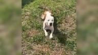 Florida Dog Abandoned In An Empty House Shuts Down Completely Until A Stranger Steps In