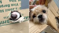 California Rescuers See Something Odd In A Box, And What They Discover Is Shocking