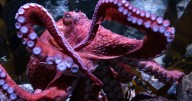 Fans bid farewell to beloved California octopus Ghost as she cares for eggs in final stage of life