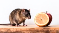 Presta atención: esta es la fruta de primavera que puede atraer a las ratas a tu casa