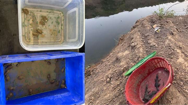As a river flows again, crocodiles and turtles get a second chance at life