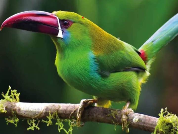 Colombia obtiene medalla por su plan nacional de biodiversidad