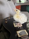 Clearwater woman hopes to keep her pet peacock after finding egg in front yard