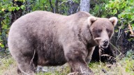 Alaska's Fat Bear Week: Vote for the Fattest Bruin