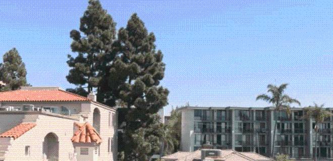 Bankers Hill pine trees in flight path set to be removed
