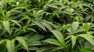 President Trump could create a safer, more stable cannabis industry