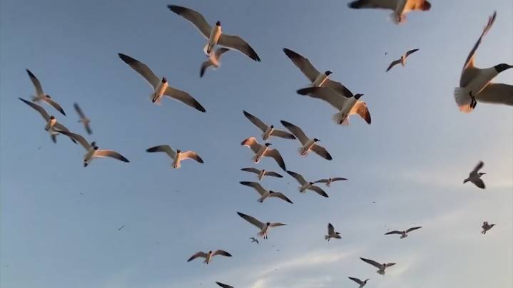 Researchers encourage 'Lights Out' as 12.3M birds to migrate over Washington state this weekend