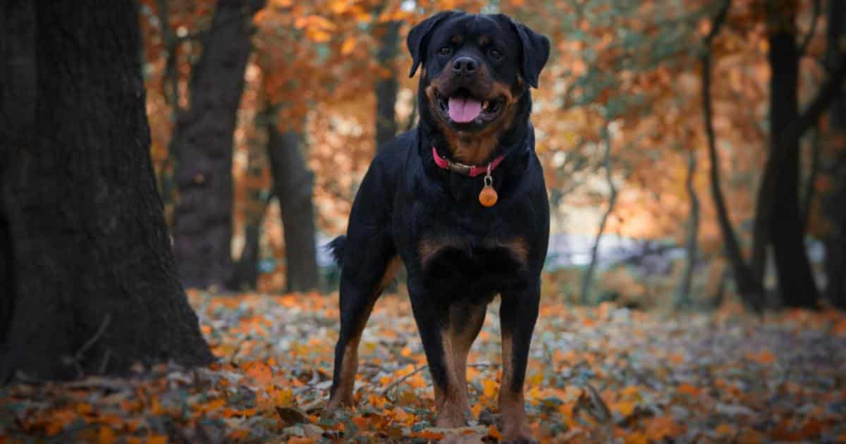 Thinking About a Rottweiler? 7 Things to Know Before You Commit