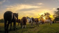 Pueblos pintorescos a menos de 120 km de Buenos Aires para un fin de semana, según la inteligencia artificial