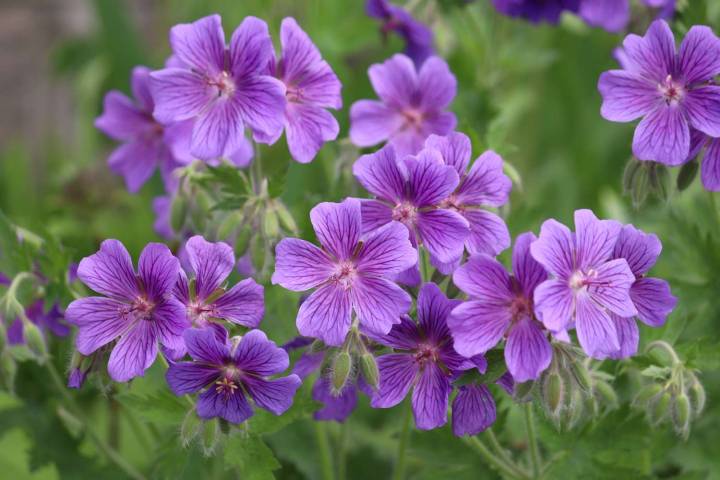 7 Perennials You Should Divide in Fall for a Healthier Garden Next Year