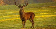 Dumfries and Galloway named best place in Scotland to enjoy autumn wildlife