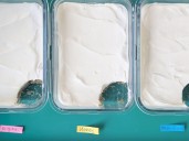 ‘Unlikely’ flavour for best overnight Weet