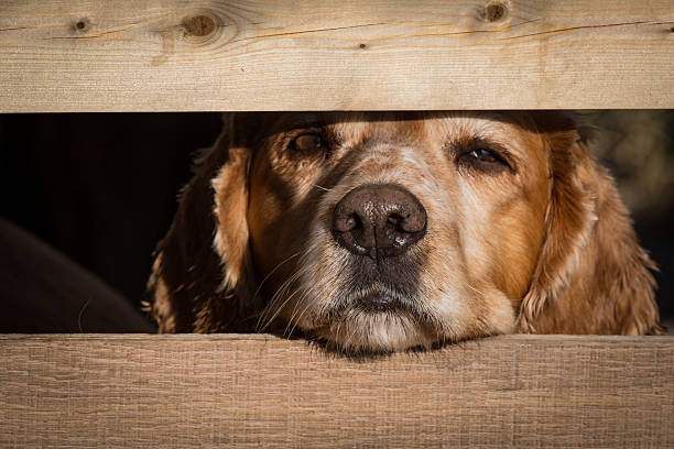 España: Tribunal aplica ley contra la violencia de género en un caso de maltrato animal